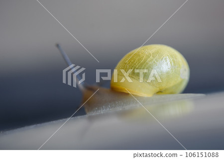 Macro shot of bright yellow snail . The white-lipped snail or garden banded snail (Cepaea hortensis). 106151088