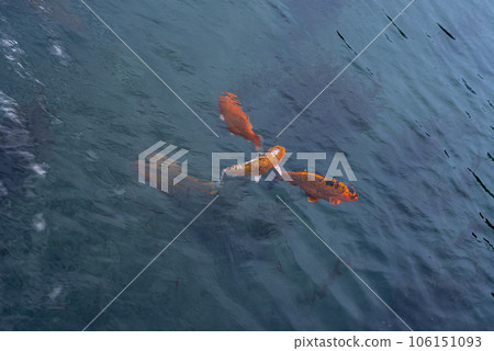 Colorful Koi Carp Fish swimming in a lake. Colorful Koi Carp Fish swimming in a lake. 106151093