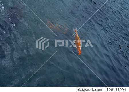 Colorful Koi Carp Fish swimming in a lake. Colorful Koi Carp Fish swimming in a lake. 106151094