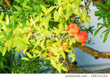 Ripe pomegranate fruit on tree branch, fruits hanging on a tree branches in the garden 106152110
