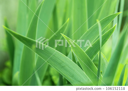 Green leaves, Iris germanica greenery, nature background Green leaves, Iris germanica greenery, nature background 106152118