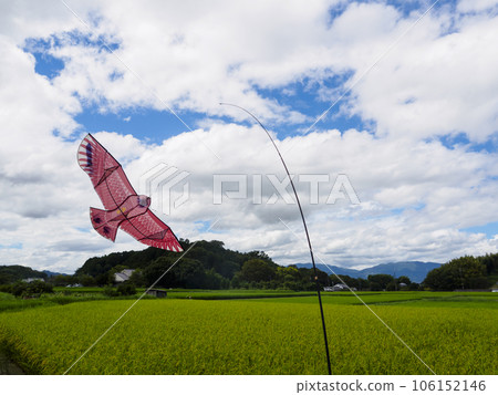 稻田裡的稻子開始結果了 106152146