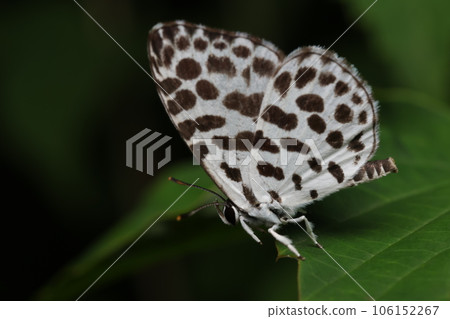 Goose Shimizu Goose Shimizu 106152267