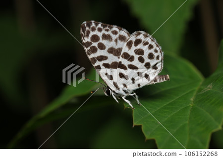 Goose Shimizu 106152268