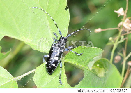 Gomadarakamikiri 106152271