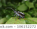 Long-horned beetle trying to spread its wings 106152272