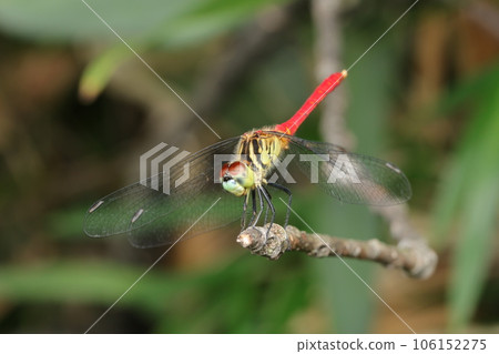 Maikoakane 106152275