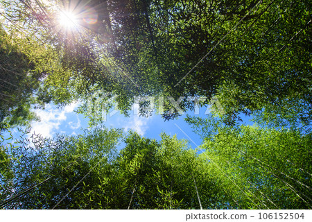 bamboo forest with beautiful green natural background in blue sky bamboo forest with beautiful green natural background in blue sky 106152504