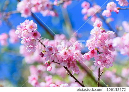 Beautiful Pink Cherry Blossom or Sakura flower blooming in blue sky on nature background Beautiful Pink Cherry Blossom or Sakura flower blooming in blue sky on nature background 106152572