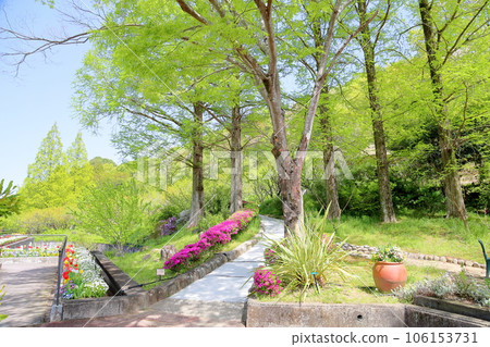 Kurume azalea flowers 106153731