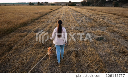 Woman walks cocker spaniel dog sniffing ground on dry field at sunset light owner walks adorable fluffy dog in countryside park woman owner and pedigreed dog walk along field grass in summer evening Woman walks cocker spaniel dog sniffing ground on dry field at sunset light owner walks adorable fluffy dog in countryside park woman owner and pedigreed dog walk along field grass in summer evening 106153757