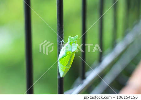 燕尾蝴蝶的綠色蛹固定在柵欄上 燕尾蝴蝶的蛹 106154150