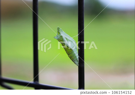 The green pupae of a swallowtail butterfly are fixed to a fence Pupae of a swallowtail butterfly The green pupae of a swallowtail butterfly are fixed to a fence Pupae of a swallowtail butterfly 106154152