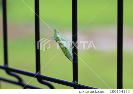 The green pupae of a swallowtail butterfly are fixed to a fence Pupae of a swallowtail butterfly The green pupae of a swallowtail butterfly are fixed to a fence Pupae of a swallowtail butterfly 106154153