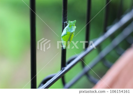 燕尾蝴蝶的綠色蛹固定在柵欄上 燕尾蝴蝶的蛹 燕尾蝴蝶的綠色蛹固定在柵欄上 燕尾蝴蝶的蛹 106154161