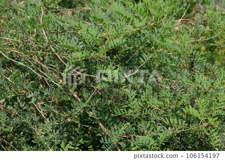 Indigofera tinctoria ( basma ) 106154197