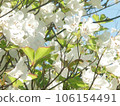 Goyo杜鵑花 106154491