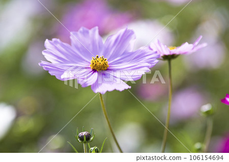 Cosmos flowers are in bloom in the cosmos field. Cosmos flowers are in bloom in the cosmos field. 106154694