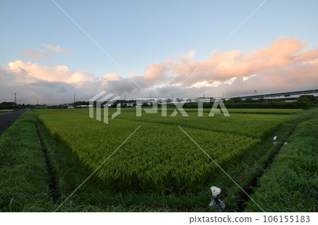 Early morning glow and ear of rice in a paddy field near Tomei Yokohama Aoba Junction Early morning glow and ear of rice in a paddy field near Tomei Yokohama Aoba Junction 106155183