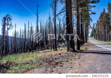 Charred remains in Lassen Volcanic National Park after a forest fire 106155220