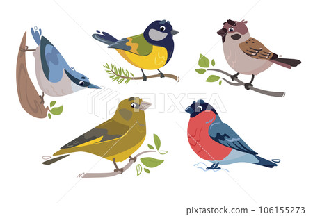 Birds vector illustration set. Sparrow, bullfinch, greenfinch, great tit, titmouse, nuthatch. Feathered characters. Cute prints in a flat style 106155273