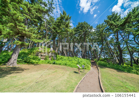 Aomori Prefecture Yodo no Matsubara Promenade Tanesashi Beach Aomori Prefecture Yodo no Matsubara Promenade Tanesashi Beach 106155441