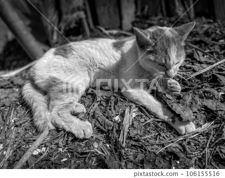 A cat with early spring and winter fur. A cat with early spring and winter fur. 106155516