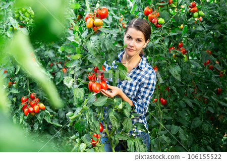 Woman gardener working in greenhouse, checking tomato Woman gardener working in greenhouse, checking tomato 106155522