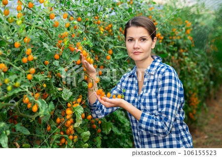 Female horticulturist controlling ripening of yellow grape tomatoes Female horticulturist controlling ripening of yellow grape tomatoes 106155523
