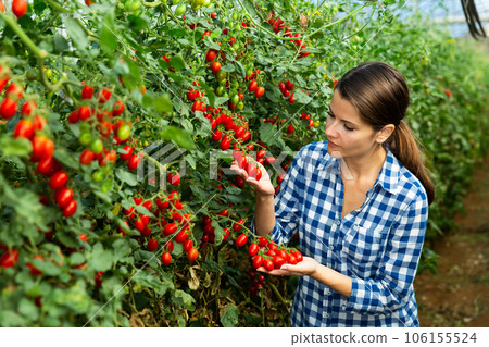 Positive woman harvesting fresh red cherry tomatoes 106155524