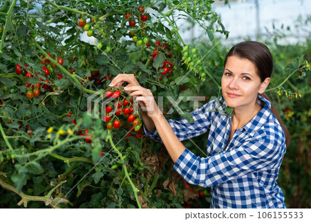 Positive woman harvesting fresh red cherry tomatoes 106155533