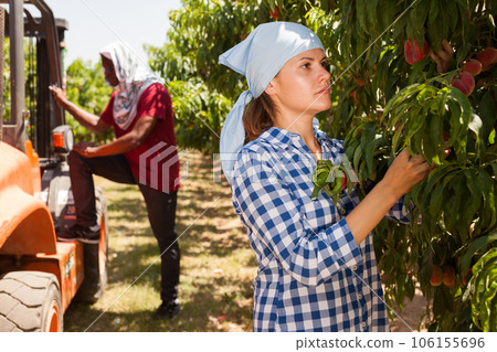 Woman farmer harvesting peaches 106155696