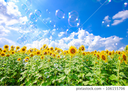 Soap bubbles and sunflower field Soap bubbles and sunflower field 106155706