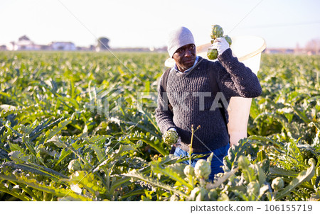 Gardener harvesting fresh artichokes on plantation Gardener harvesting fresh artichokes on plantation 106155719