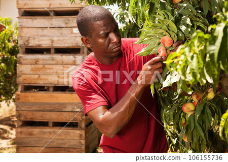 man engaged in cultivation of peaches gathering harvest 106155736