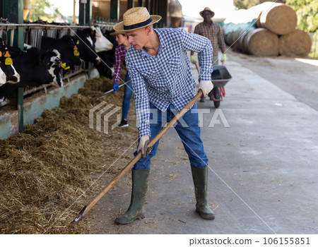 Portrait of male farm worker feeding cows 106155851