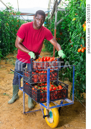 Afro-american man carries on wheelbarrow plastic boxes with harvest of tomatoes 106155853
