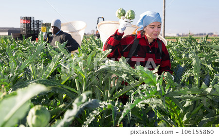 Young woman farmer harvests artichokes 106155860
