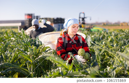 Woman harvesting ripe artichoke buds in basket Woman harvesting ripe artichoke buds in basket 106155869