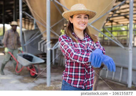 Female farmer engaged in breeding of cows posing in cowshed 106155877