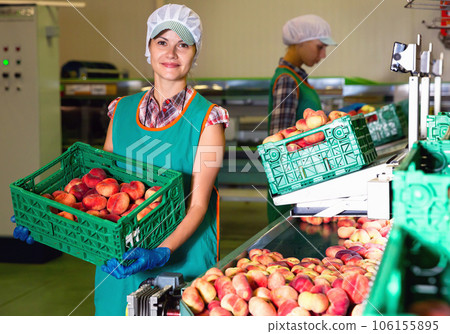 Young woman in uniform holding peaches during sorting to crates at warehouse, checking quality of fruits Young woman in uniform holding peaches during sorting to crates at warehouse, checking quality of fruits 106155895