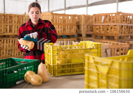 Focused young woman farmer cleans a pumpkin with a brush Focused young woman farmer cleans a pumpkin with a brush 106156630