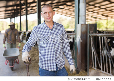 Male farmer posing in cowshed at dairy farm 106156633