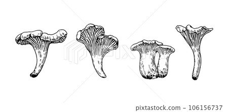 Mushrooms illustration in engraving style. Black ink drawing of chanterelle isolated on white background. Mushrooms illustration in engraving style. Black ink drawing of chanterelle isolated on white background. 106156737