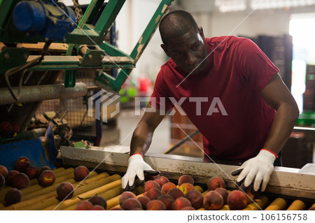 Man checking peaches on sorting line 106156758