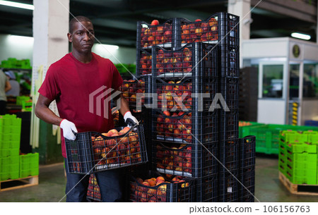 Positive Afro workman stacking boxes with harvested peaches on fruits sorting department 106156763