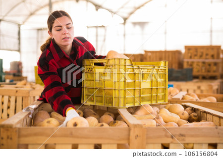 Warehouse worker filling crate with pumpkins Warehouse worker filling crate with pumpkins 106156804