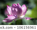 A praying mantis waiting for food on a lotus flower 106156961