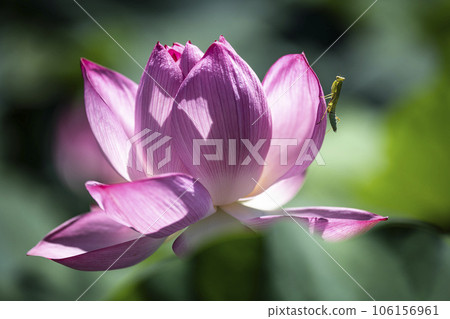 一隻螳螂在蓮花上等待食物 一隻螳螂在蓮花上等待食物 106156961
