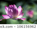 A praying mantis waiting for food on a lotus flower 106156962